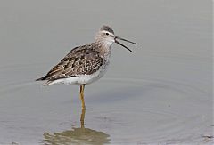 Stilt Sandpiper